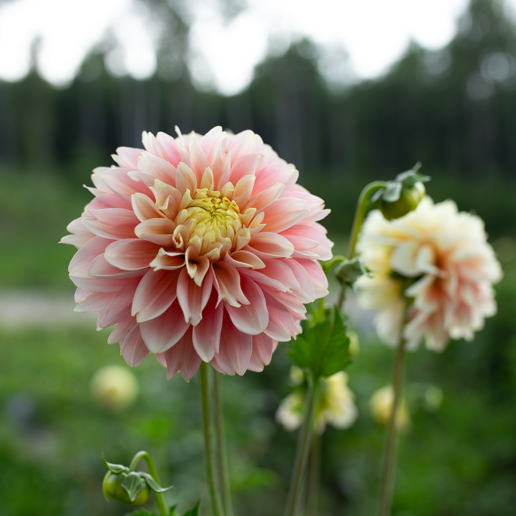 Dahlia 'Giovanna'