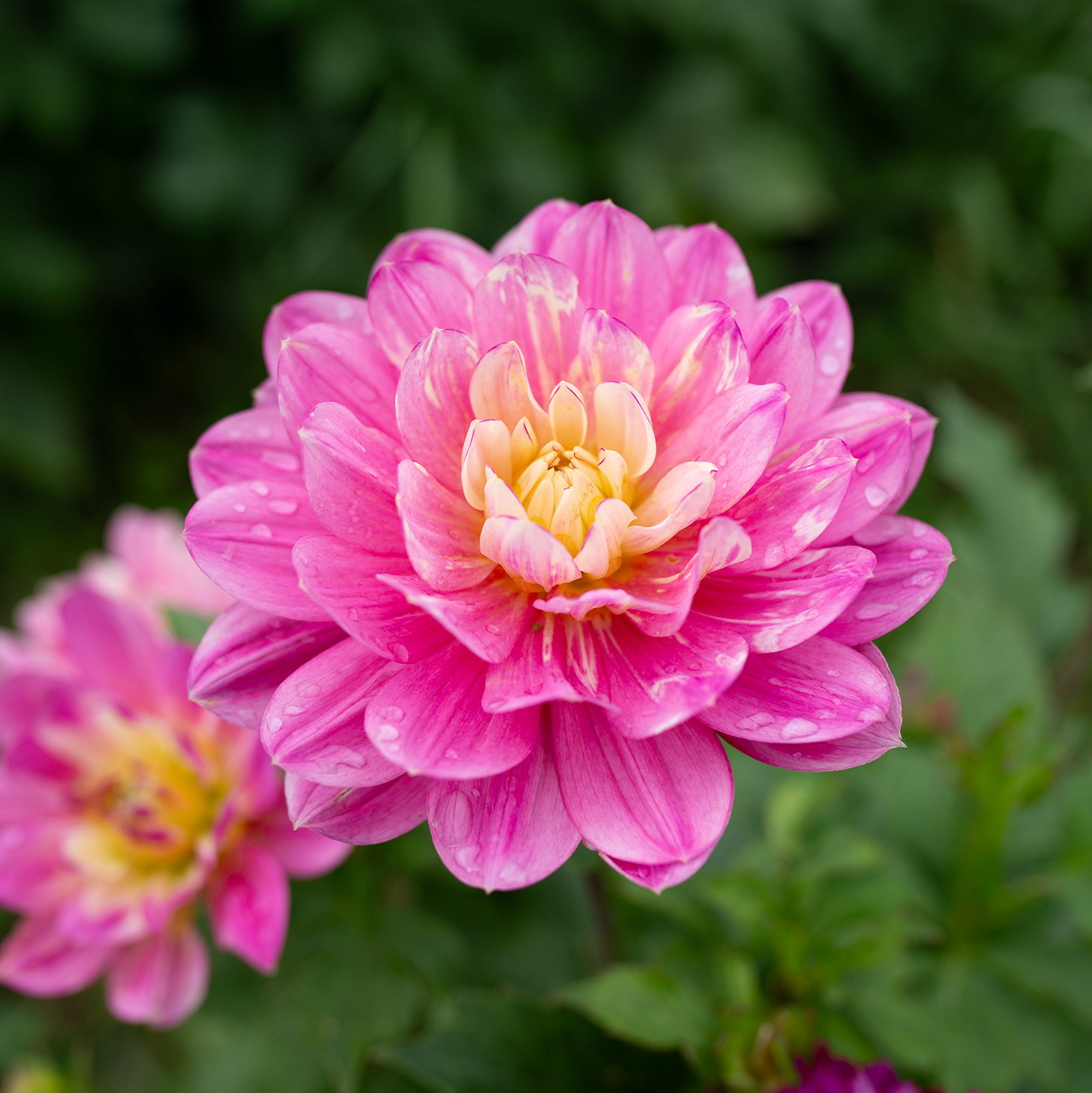 Dahlia 'Hollyhill Pink Parfait'