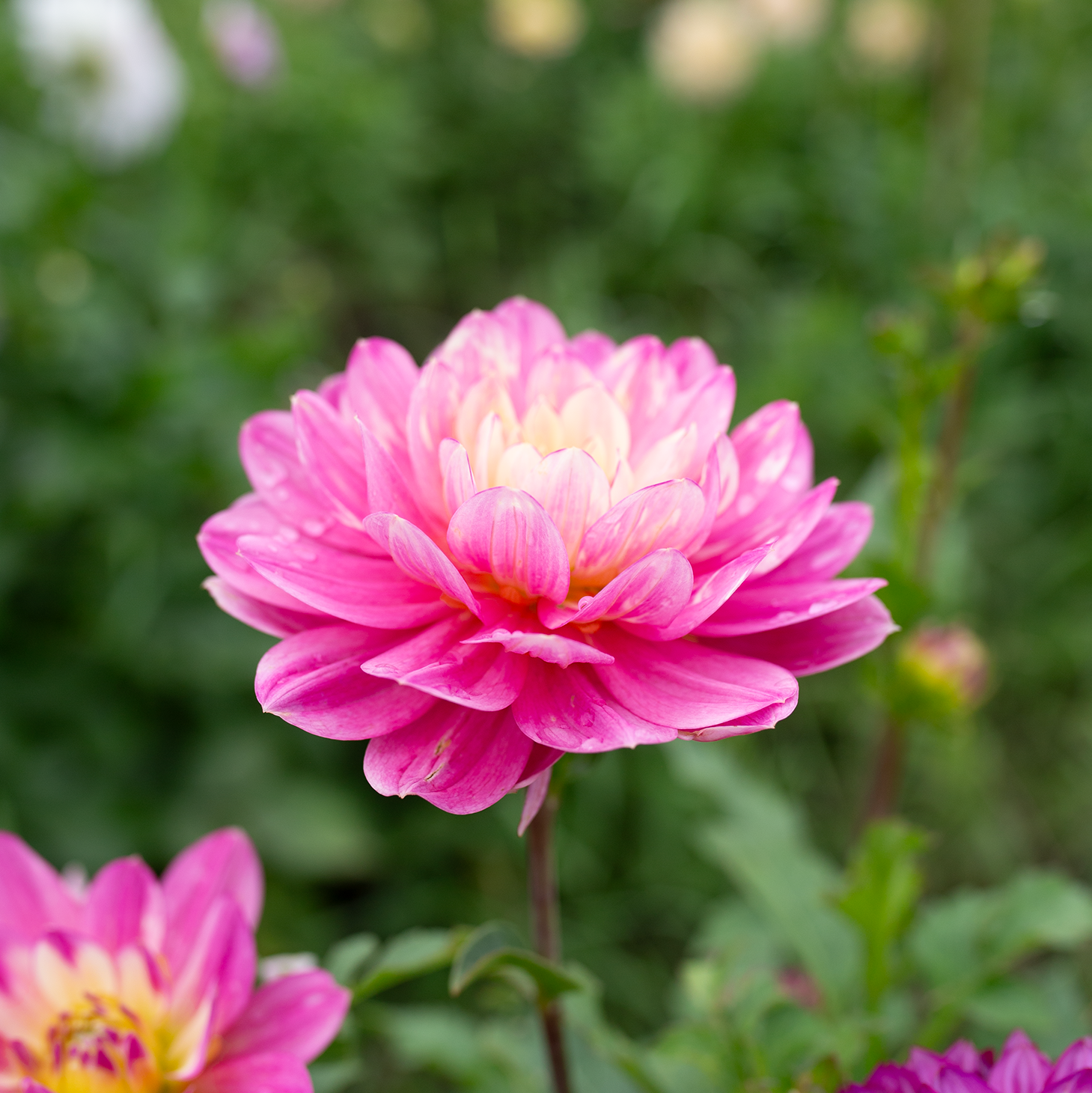 Dahlia 'Hollyhill Pink Parfait'