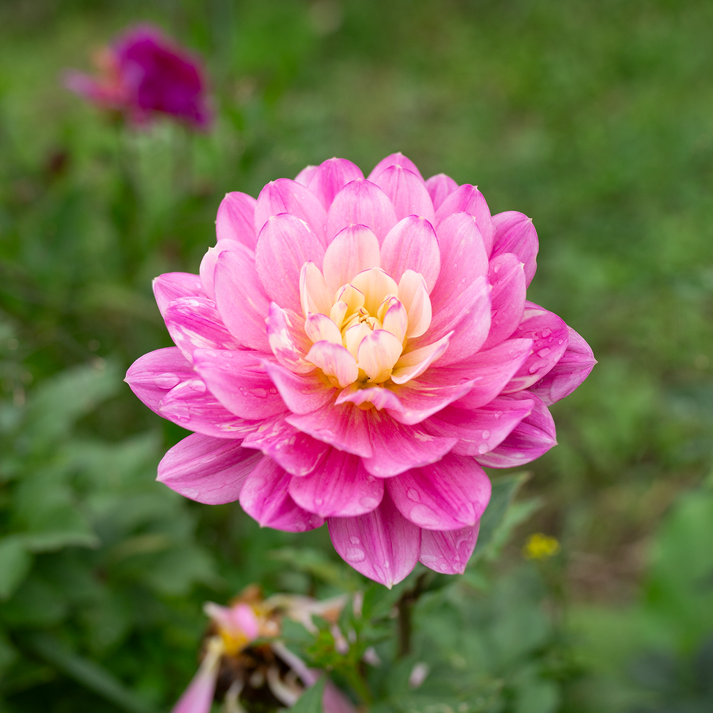 Dahlia 'Hollyhill Pink Parfait'