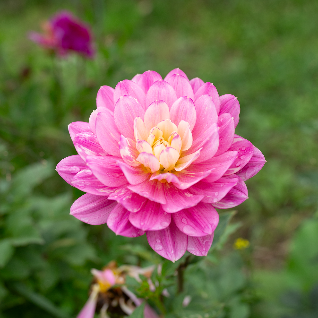 Dahlia 'Hollyhill Pink Parfait'