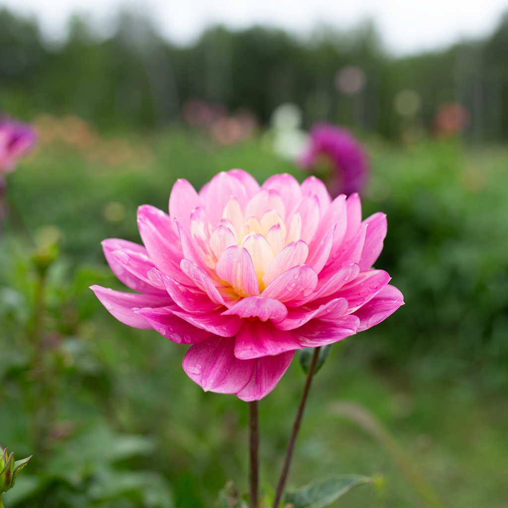 Dahlia 'Hollyhill Pink Parfait'