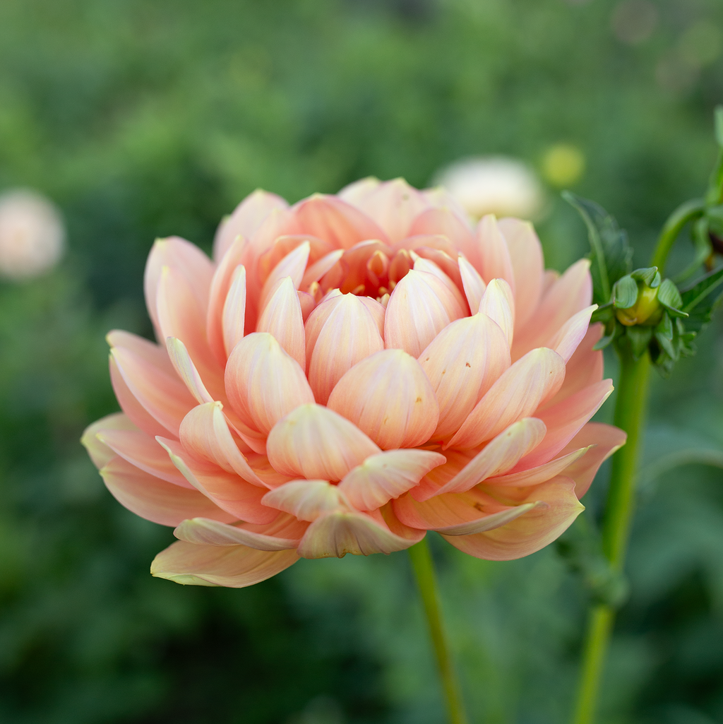 Dahlia 'Hollyhill Serenity'
