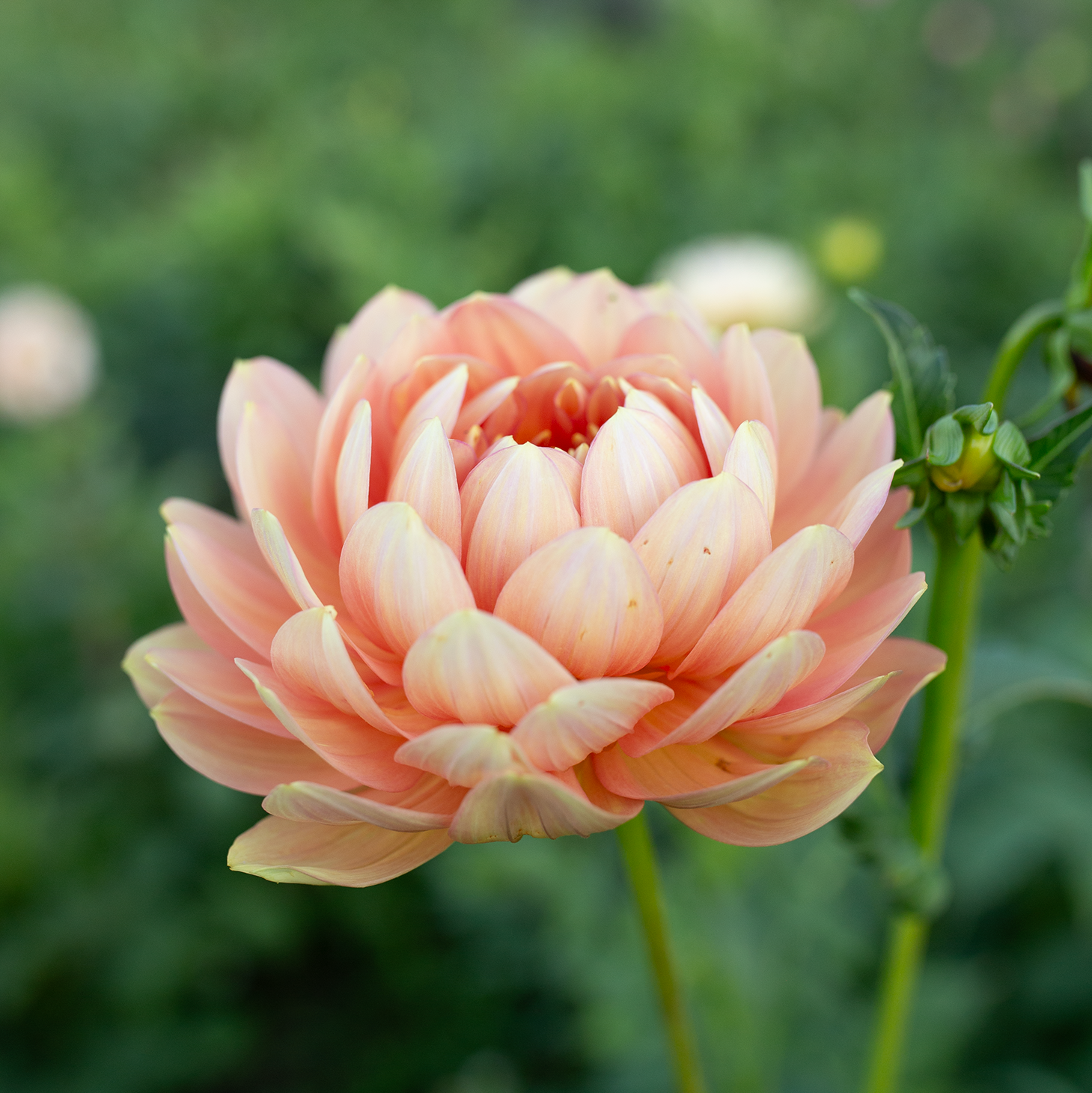 Dahlia 'Hollyhill Serenity'