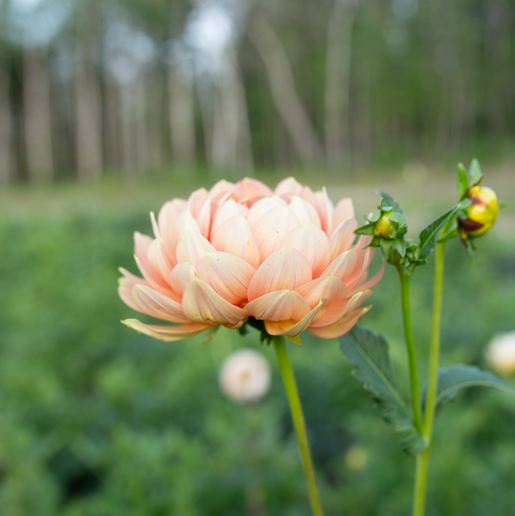Dahlia 'Hollyhill Serenity'
