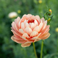 Dahlia 'Hollyhill Serenity'