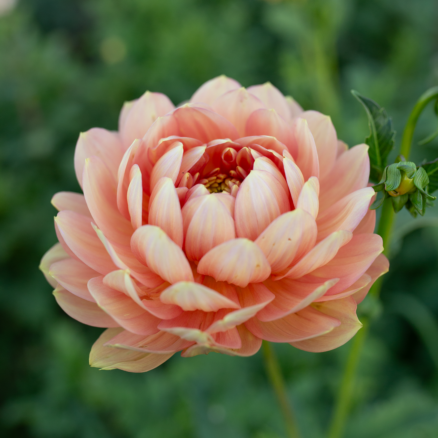 Dahlia 'Hollyhill Serenity'