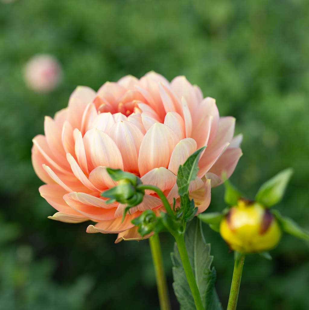 Dahlia 'Hollyhill Serenity'