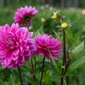 Dahlia 'Hollyhill Sweet 16'