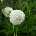 Dahlia 'Irish Ruffles'