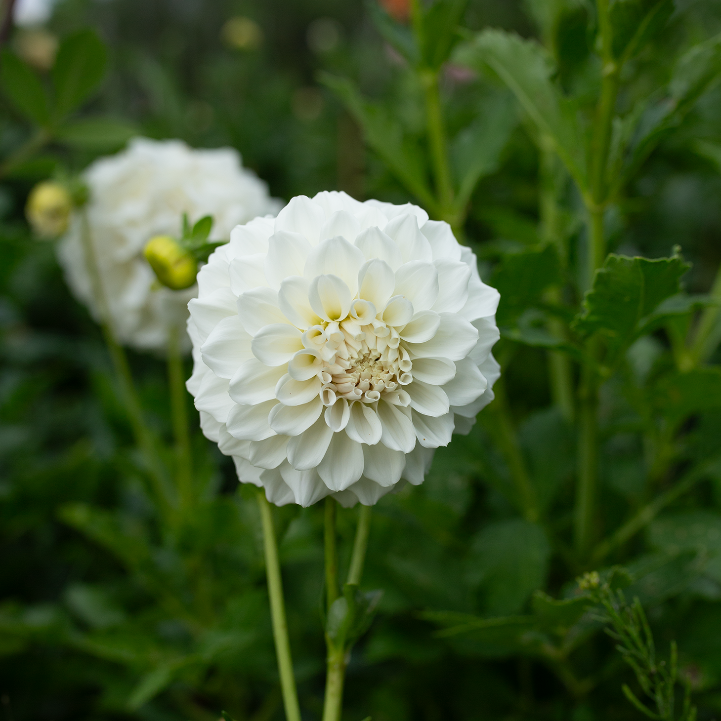 Dahlia 'Irish Ruffles'