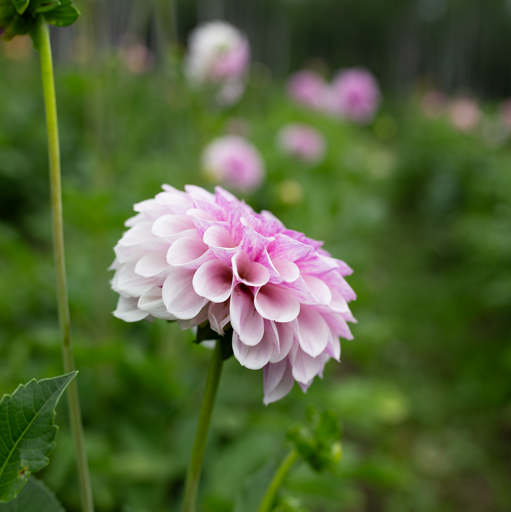 Dahlia 'Jeff Bloom'