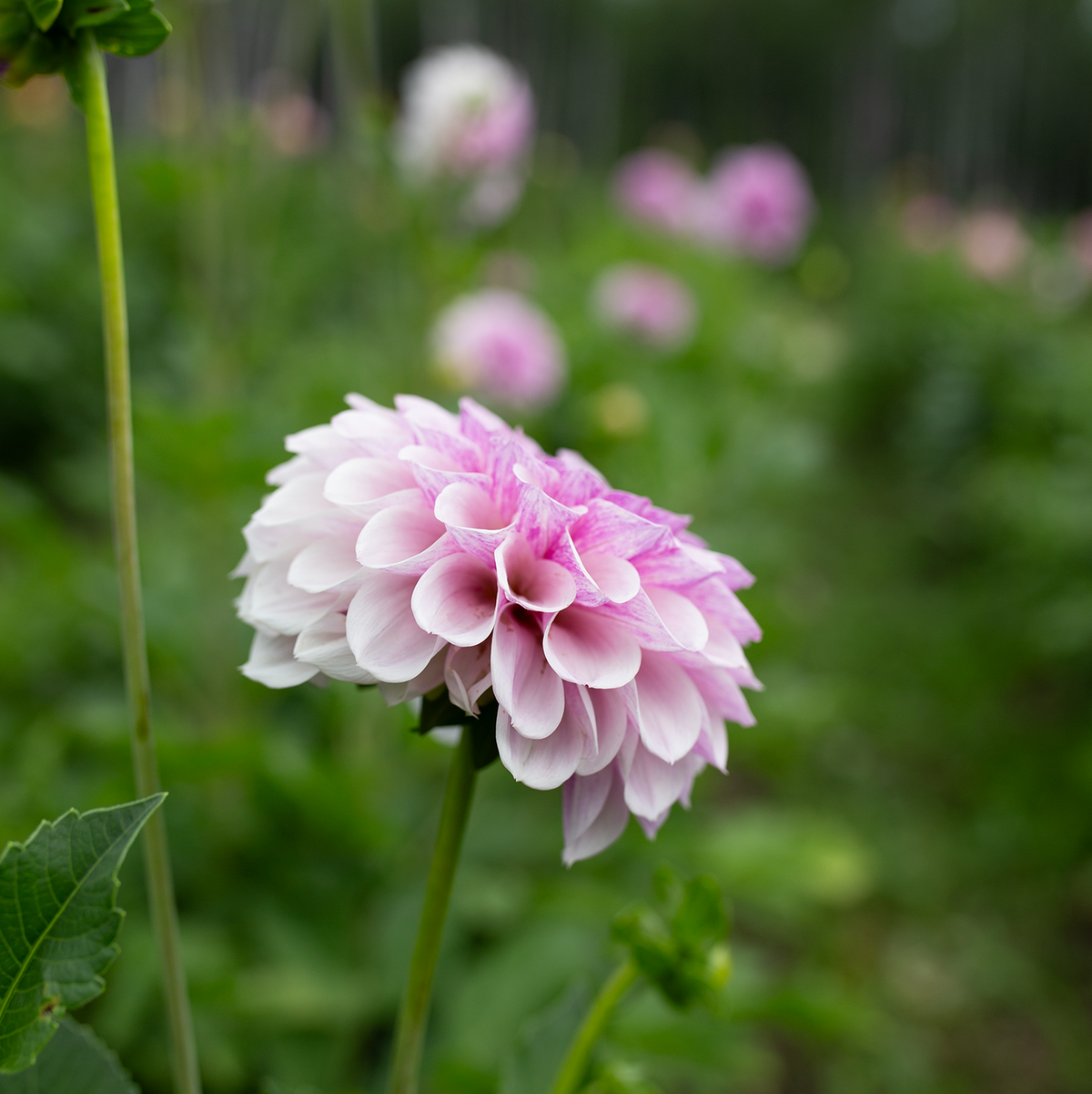 Dahlia 'Jeff Bloom'