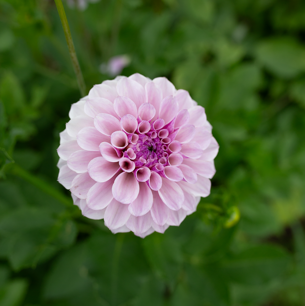 Dahlia 'Jeff Bloom'