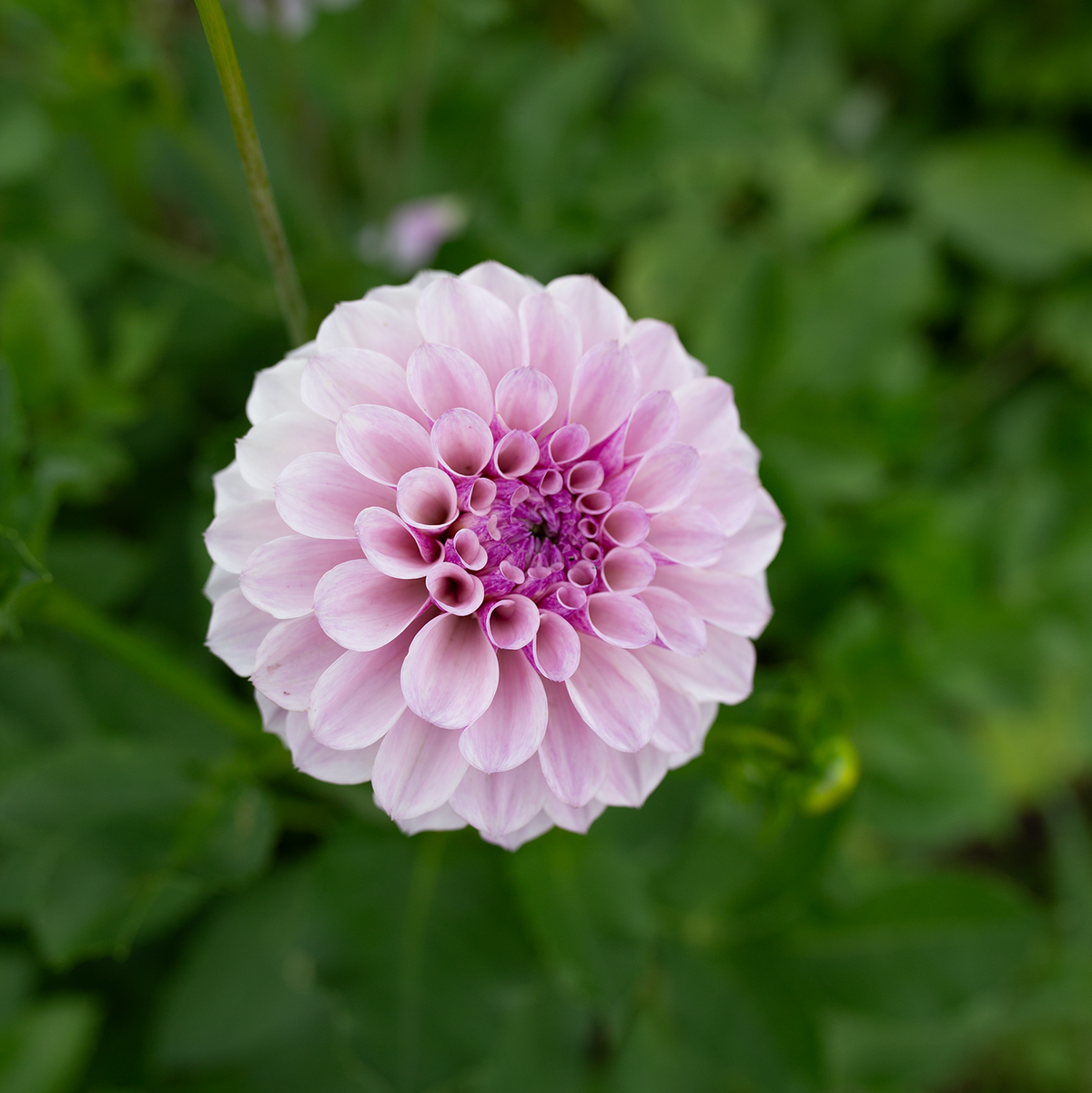 Dahlia 'Jeff Bloom'