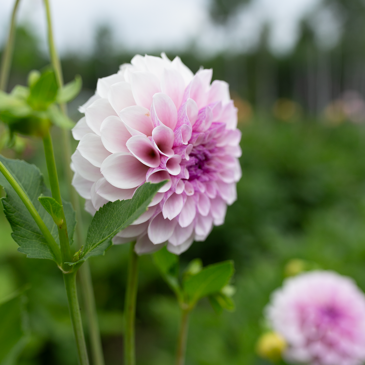 Dahlia 'Jeff Bloom'