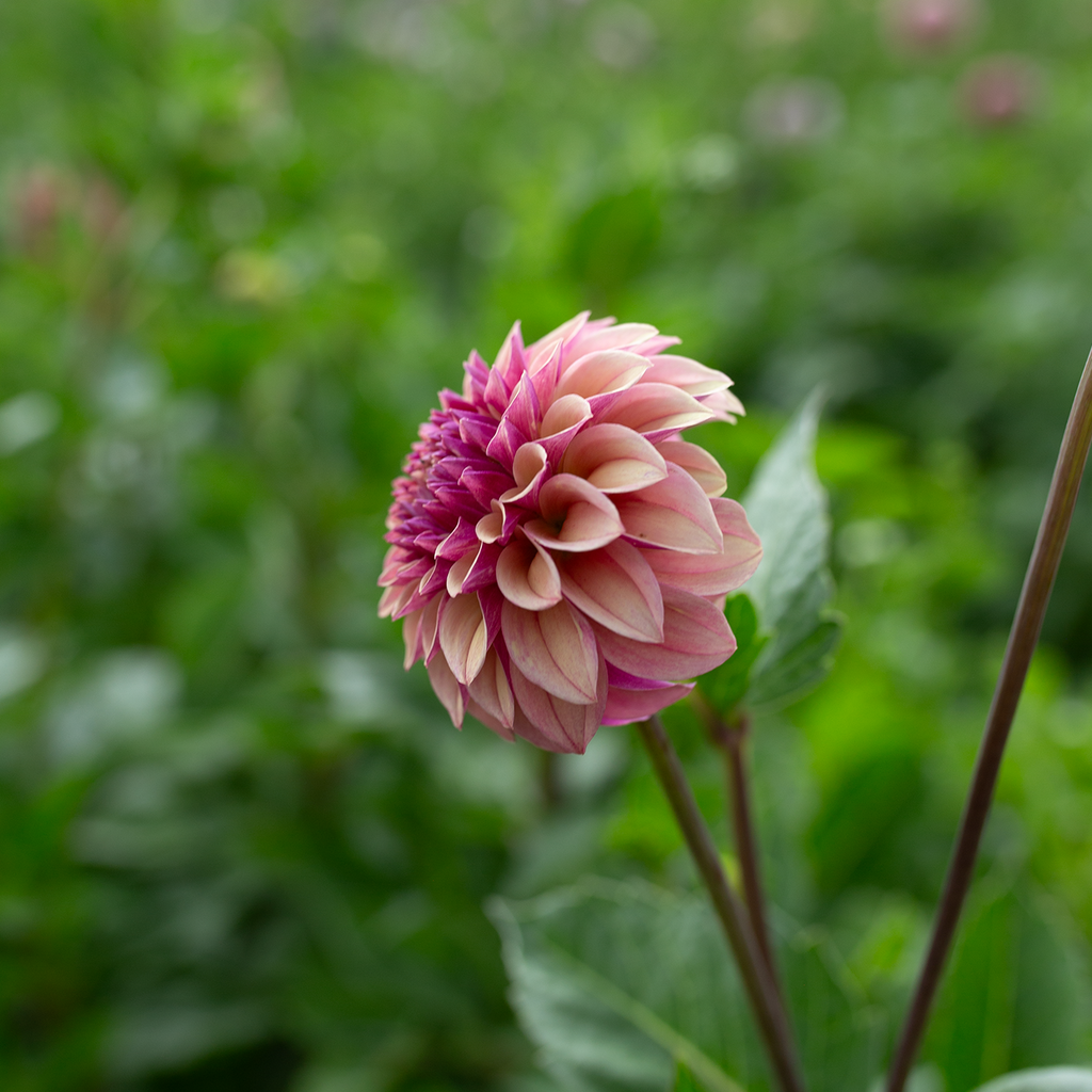 Dahlia 'Jun's Smokey Mauve'
