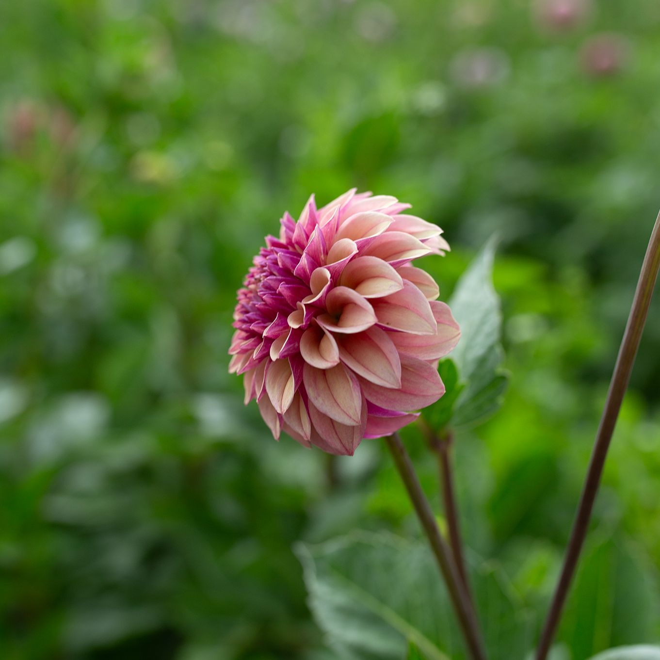 Dahlia 'Jun's Smokey Mauve'