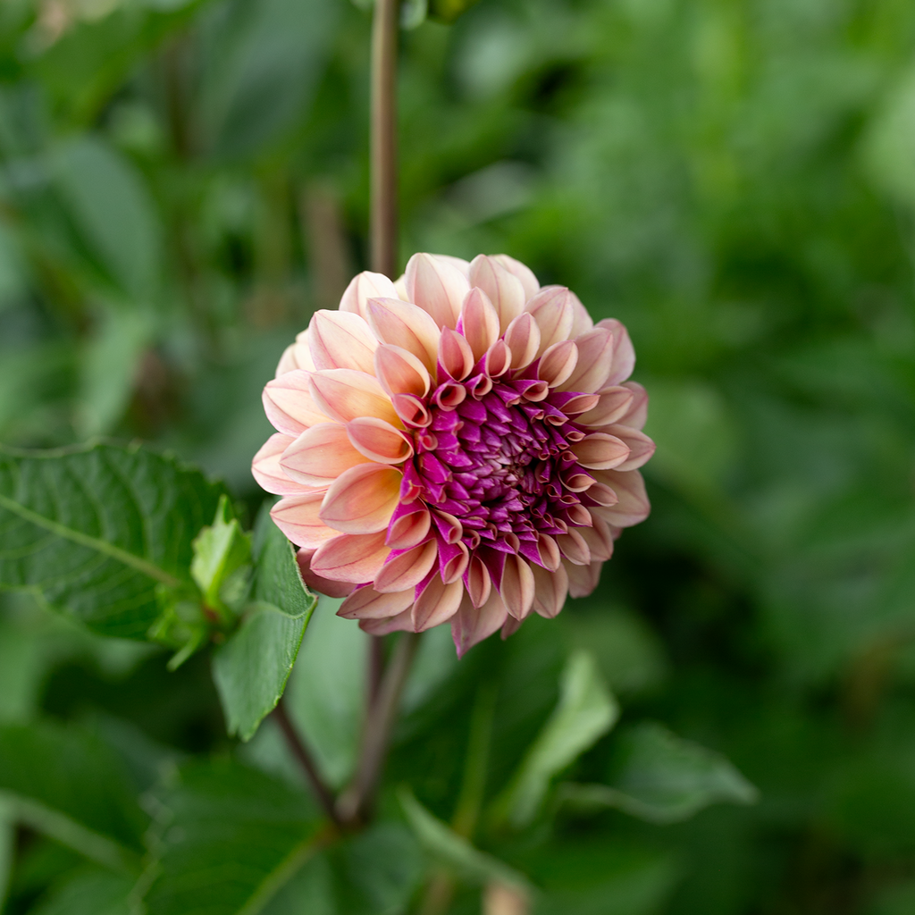 Dahlia 'Jun's Smokey Mauve'