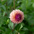 Dahlia 'Jun's Smokey Mauve'