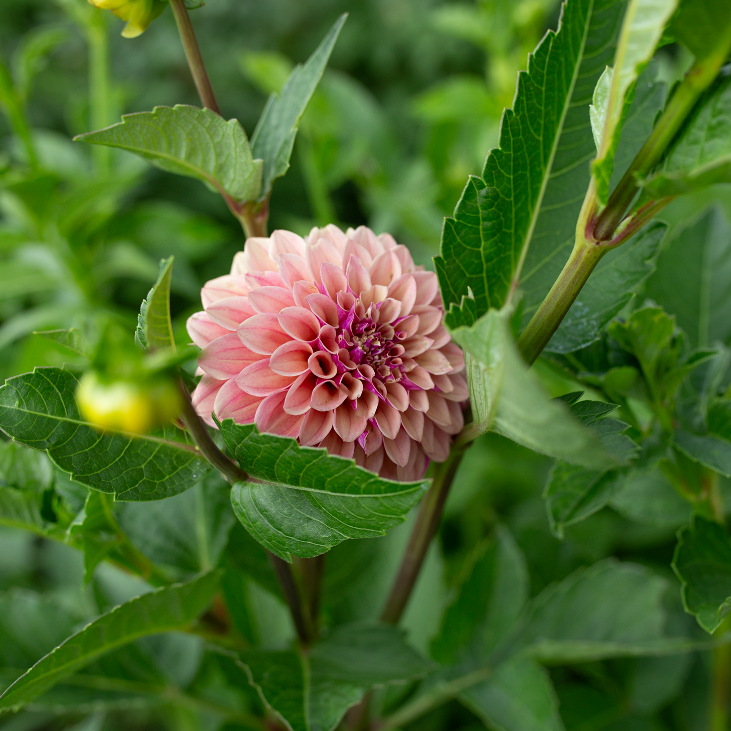 Dahlia 'Jun's Smokey Mauve'