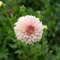 Dahlia 'Champagne'