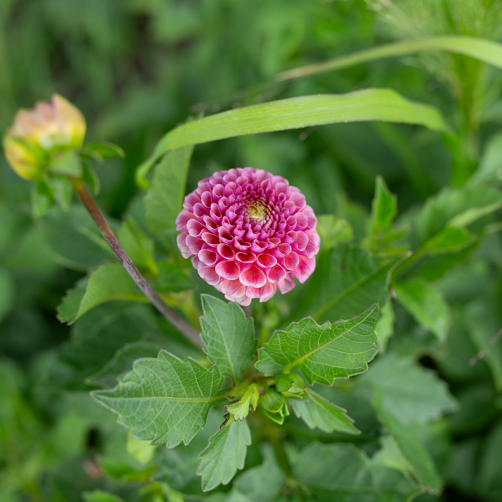 Dahlia 'Koko Puff'