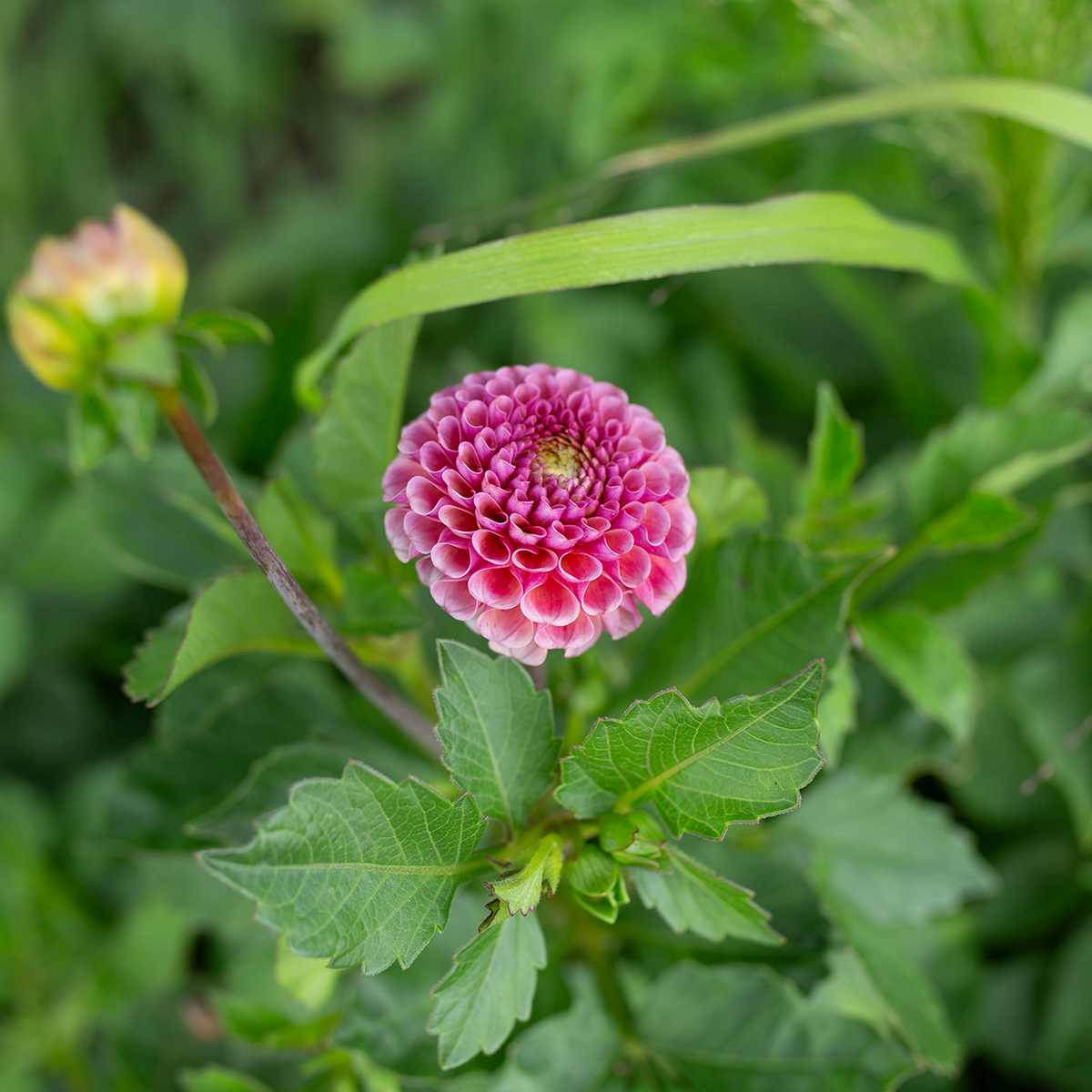Dahlia 'Koko Puff'