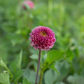 Dahlia 'Koko Puff'