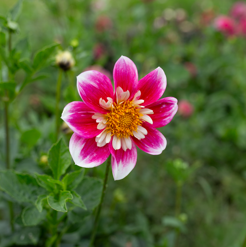 Dahlia 'Lams Ear Collarette'