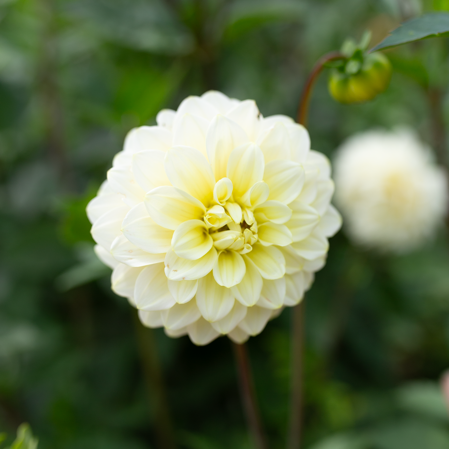 Dahlia 'Letterkenny Buttercream'