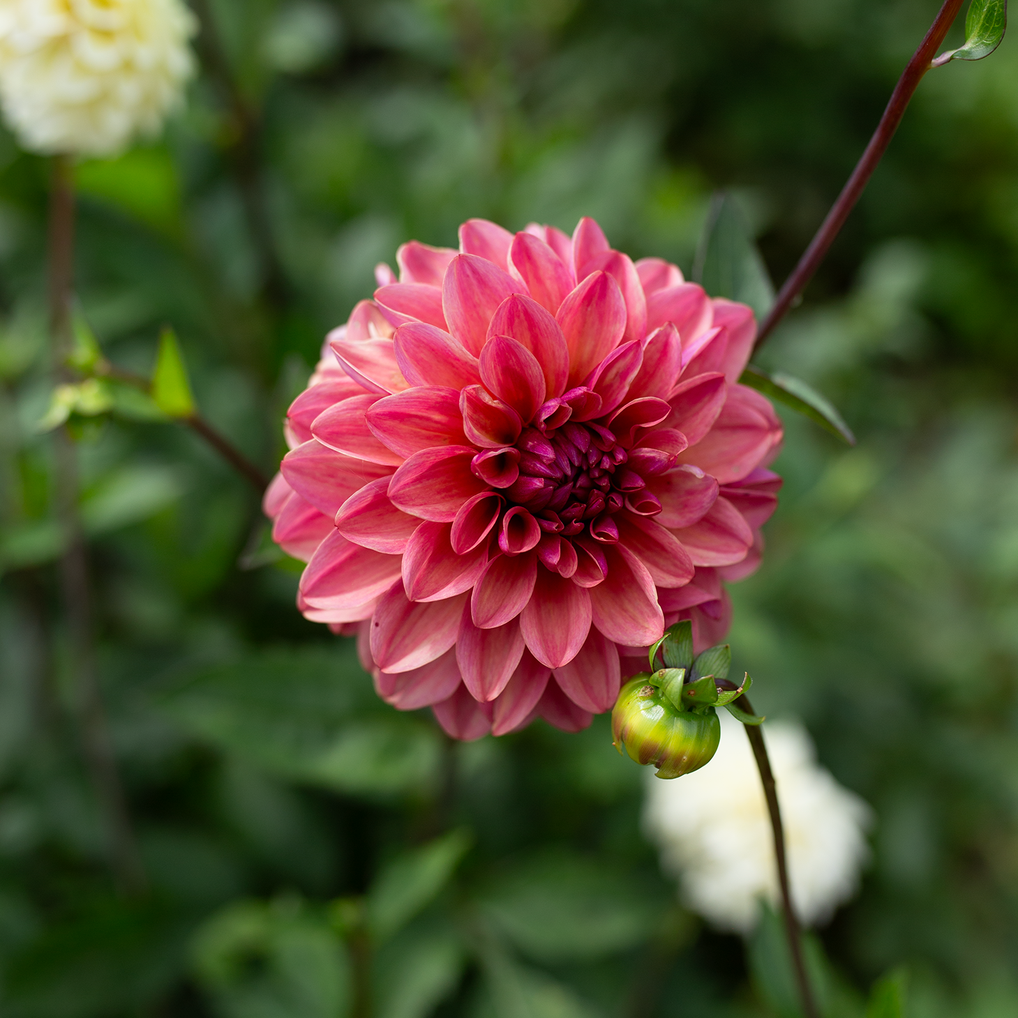Dahlia 'Letterkenny Dawn'