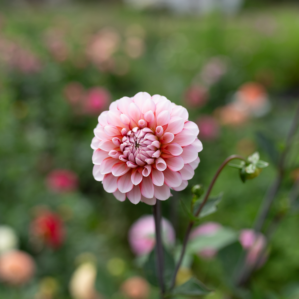 Dahlia 'Letterkenny Pi'