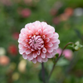 Dahlia 'Letterkenny Pi'