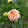 Dahlia 'Letterkenny Sunrise'