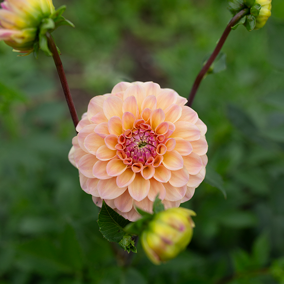 Dahlia 'Letterkenny Sunrise'