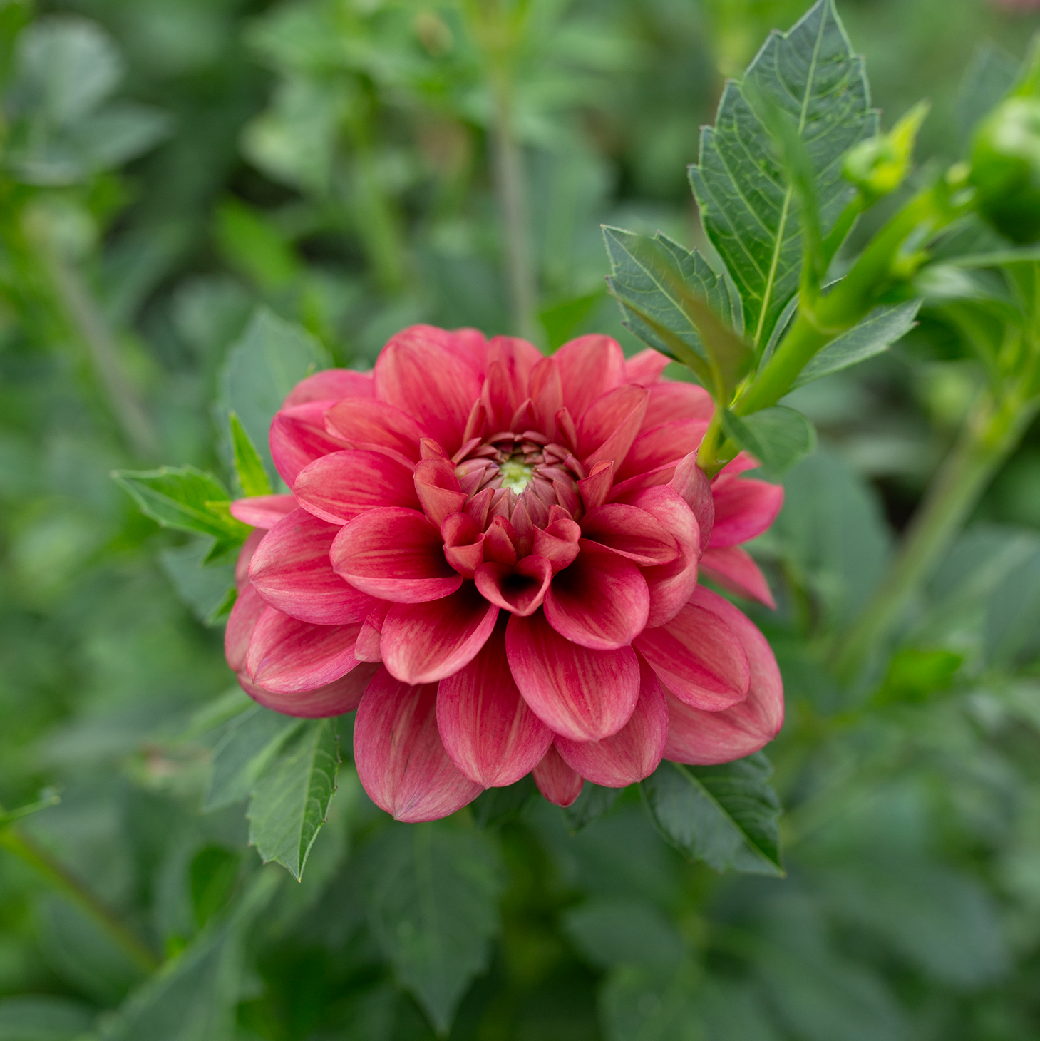Dahlia 'Letterkenny Tea Rose'