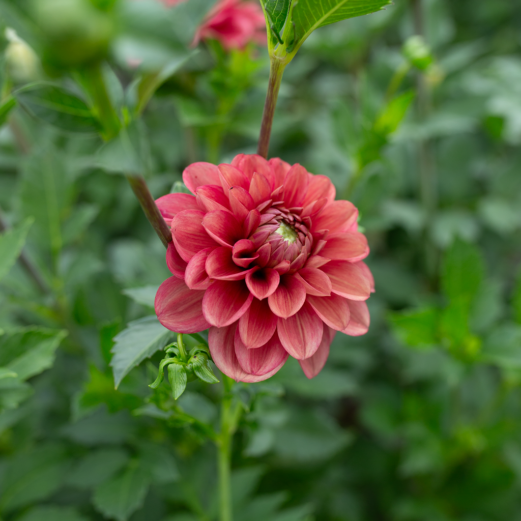 Dahlia 'Letterkenny Tea Rose'