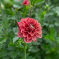 Dahlia 'Letterkenny Tea Rose'