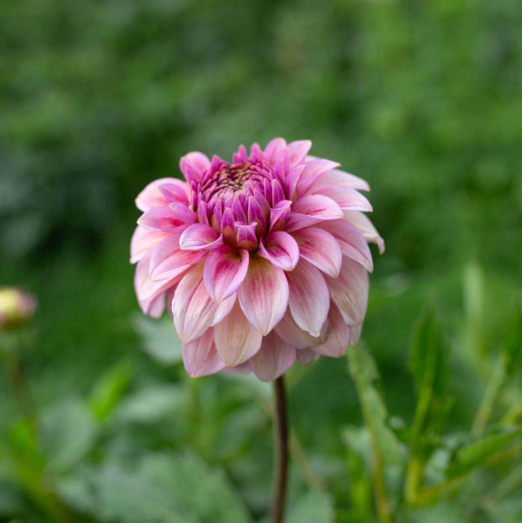 Dahlia 'Levi's Bubblegum'