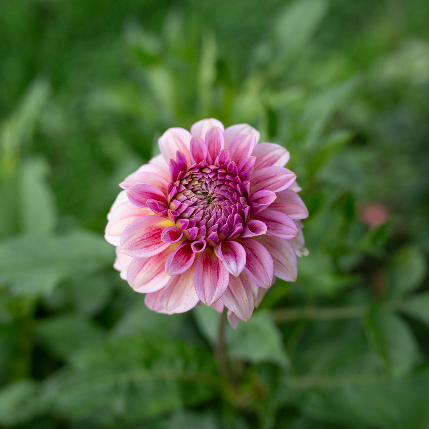 Dahlia 'Levi's Bubblegum'