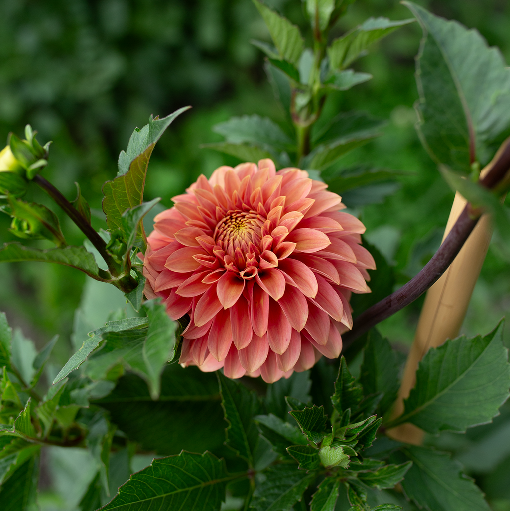 Dahlia 'Levi's Cantaloupe'