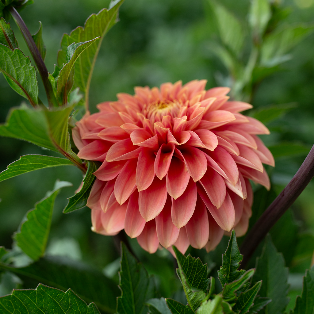 Dahlia 'Levi's Cantaloupe'