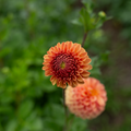 Dahlia 'Levi's Fiery Plum'