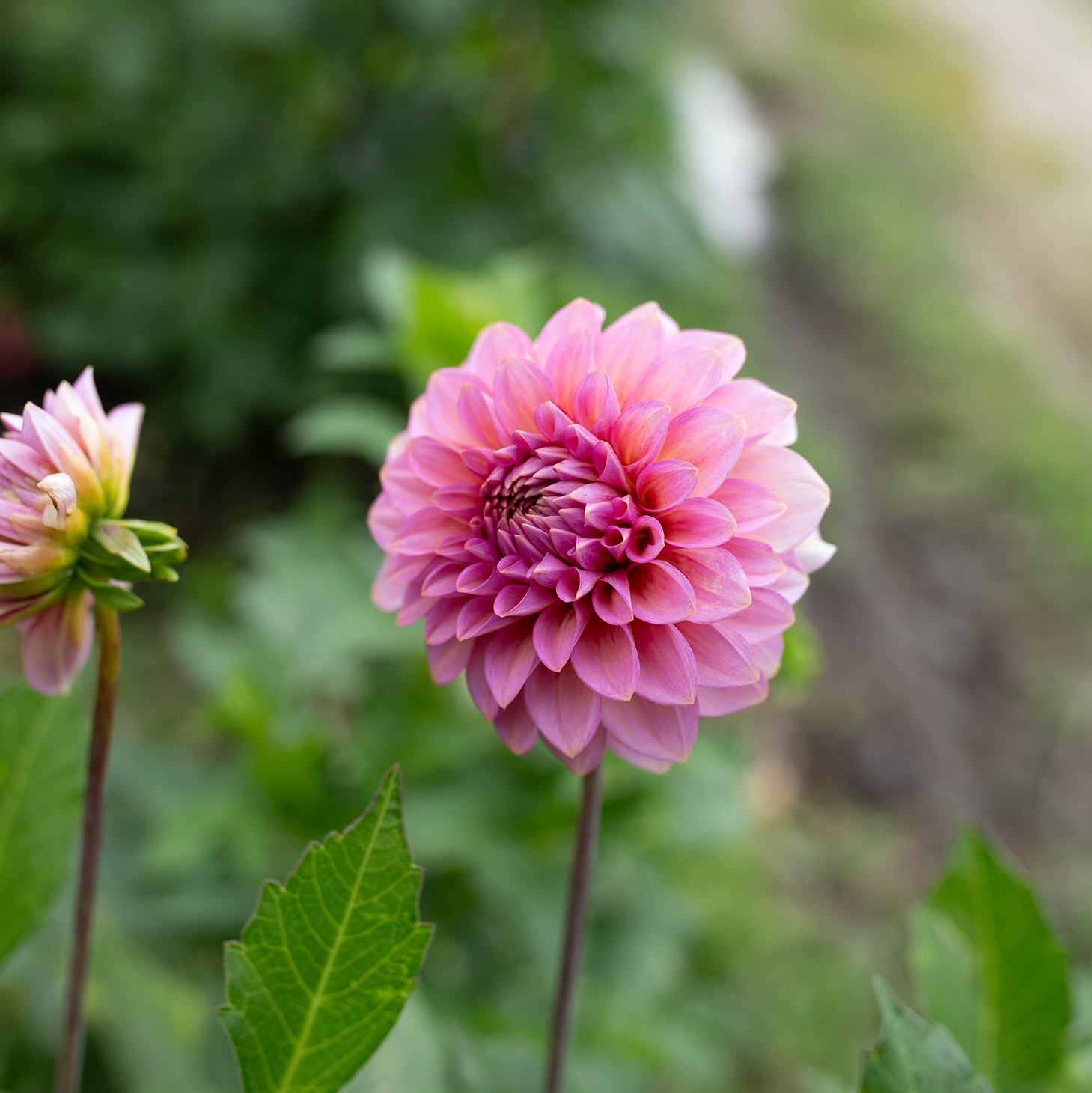Dahlia 'Levi's Bubblegum'