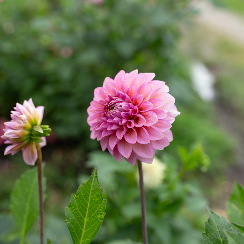 Dahlia 'Levi's Bubblegum'