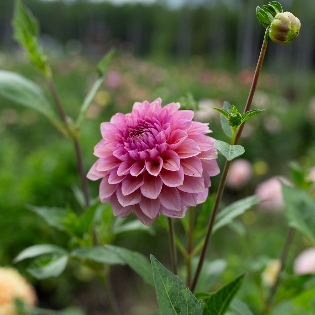 Dahlia 'Levi's Bubblegum'