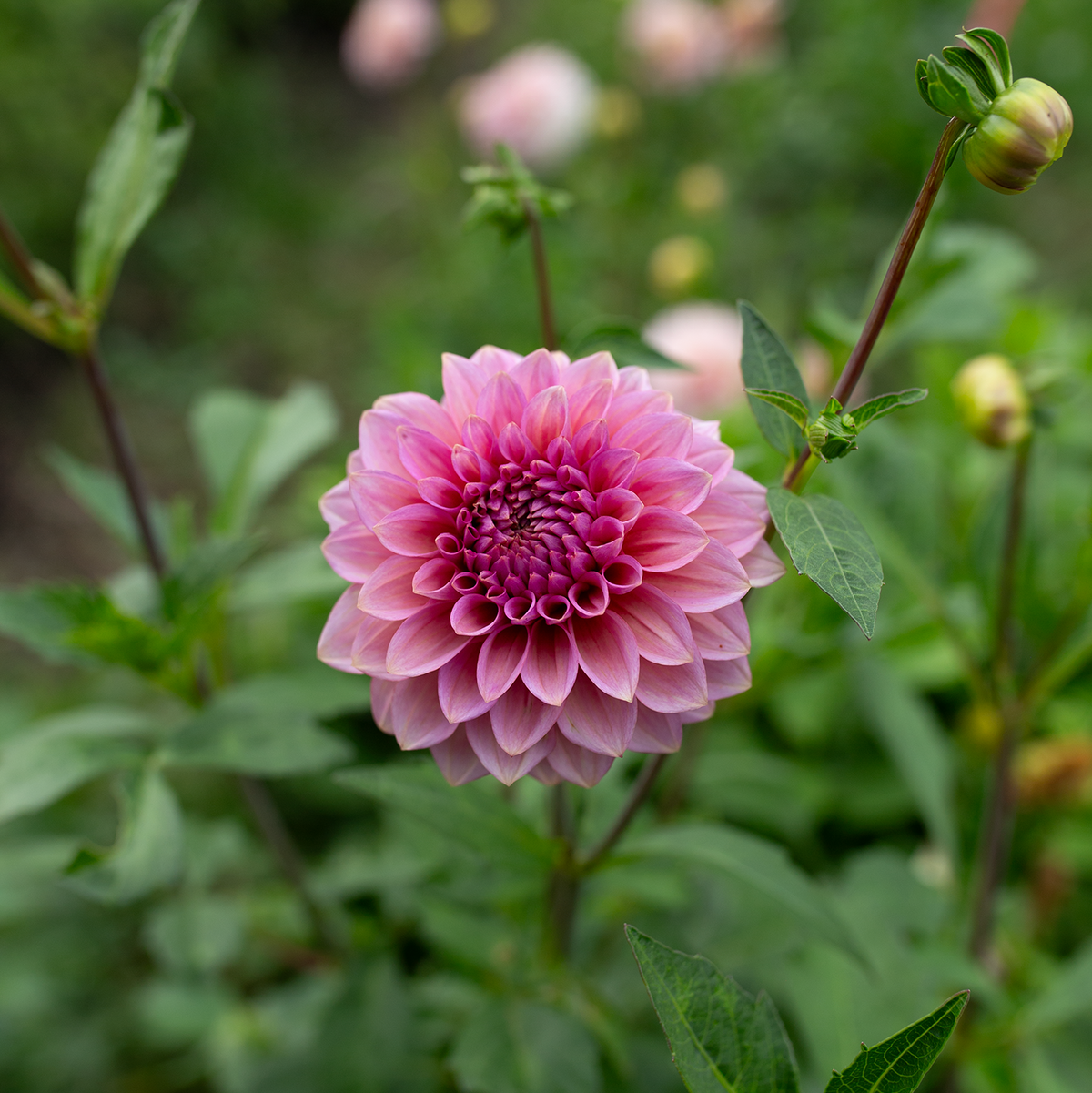 Dahlia 'Levi's Bubblegum'