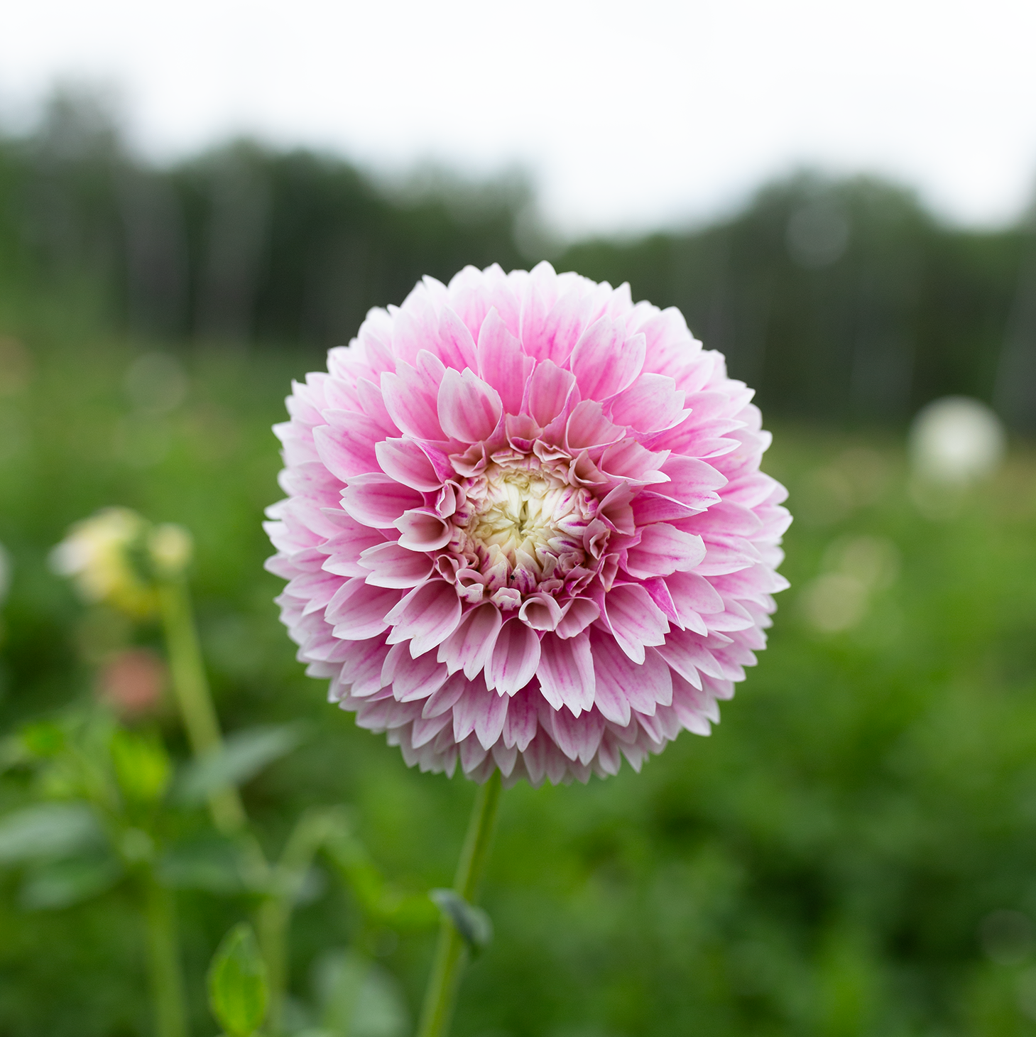 Dahlia 'Marshmallow Baby'