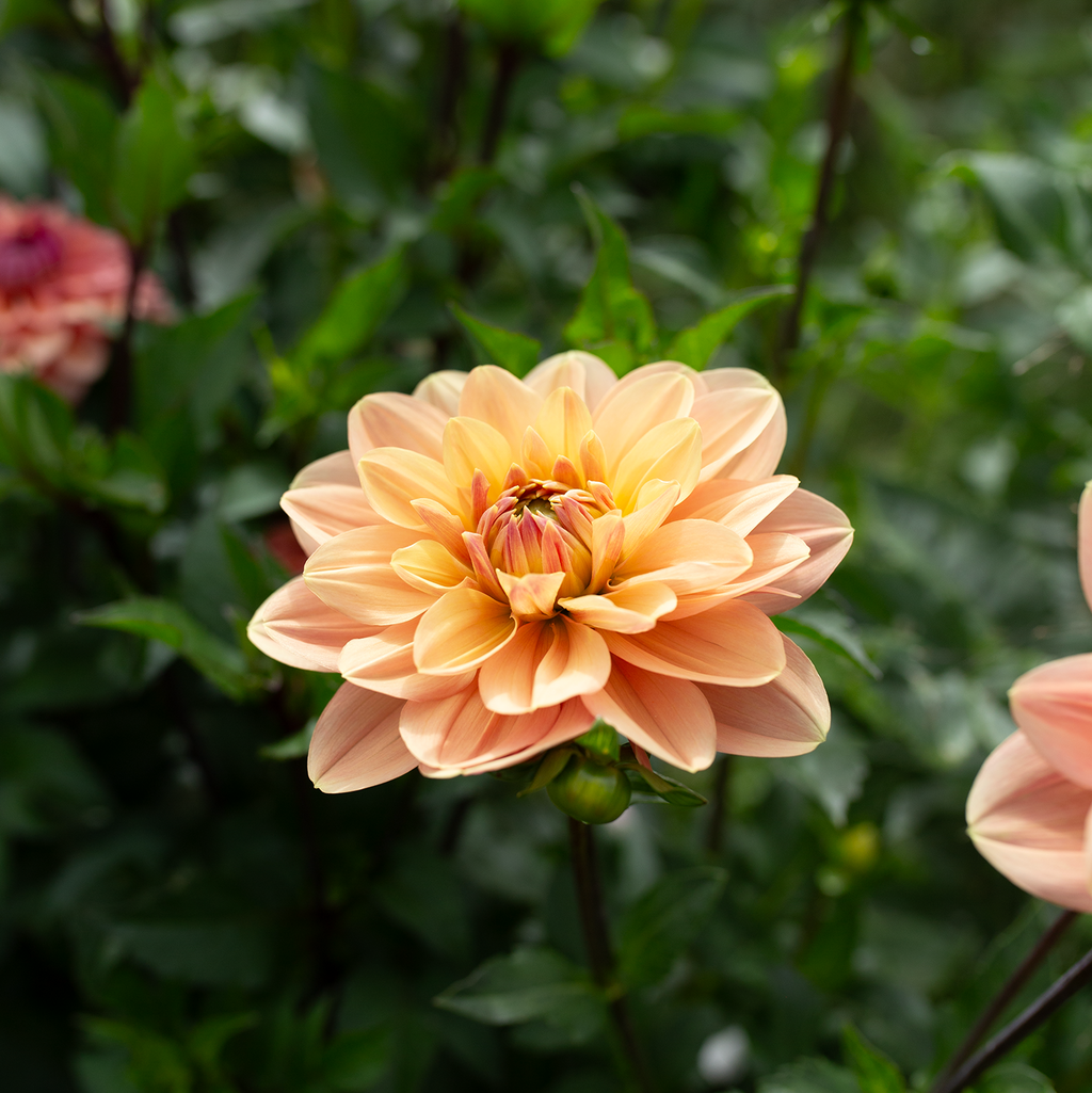 Dahlia 'My Forever'